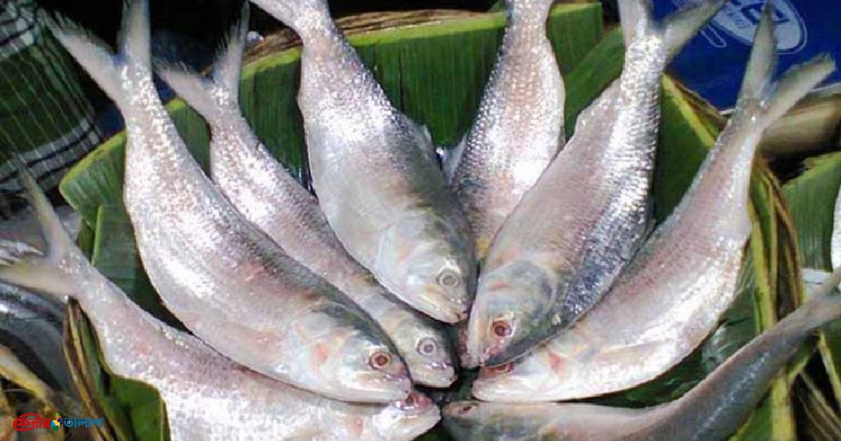 দুর্গাপূজা উপলক্ষে ইলিশ চায় ভারত, নিষেধাজ্ঞা প্রত্যাহারের আহ্বান