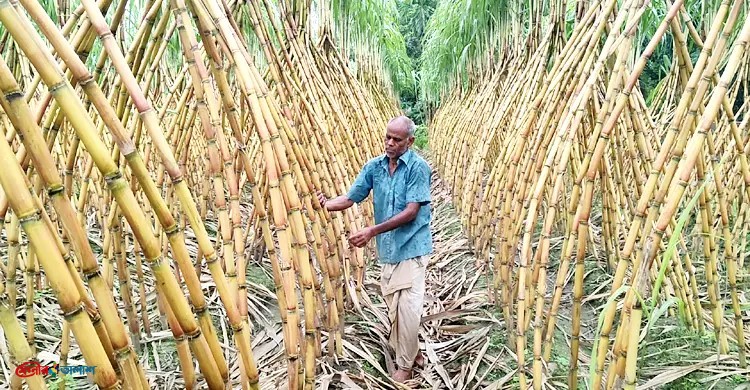পরশুরামে হারিয়ে যাচ্ছে আখ চাষের ঐতিহ্য, কমছে গুড় উৎপাদন